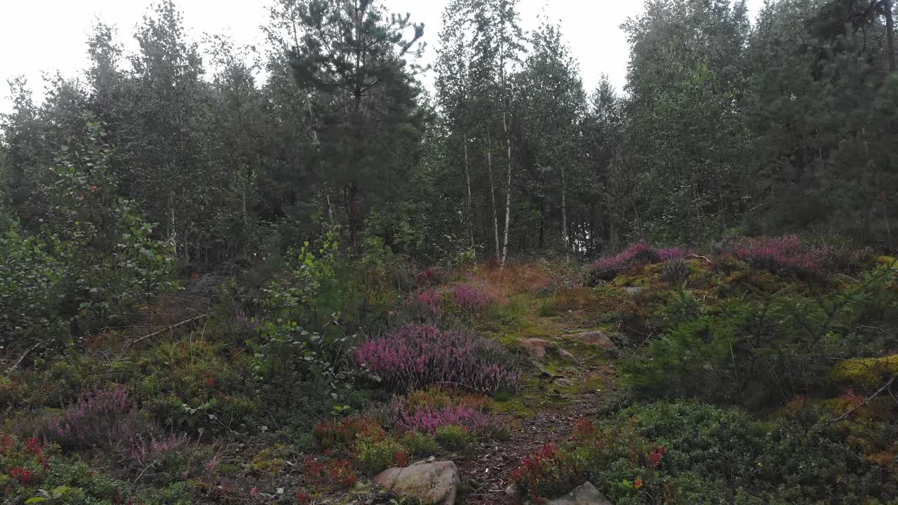 volando bajo sobre las flores púrpuras en piksborg, suecia, aire