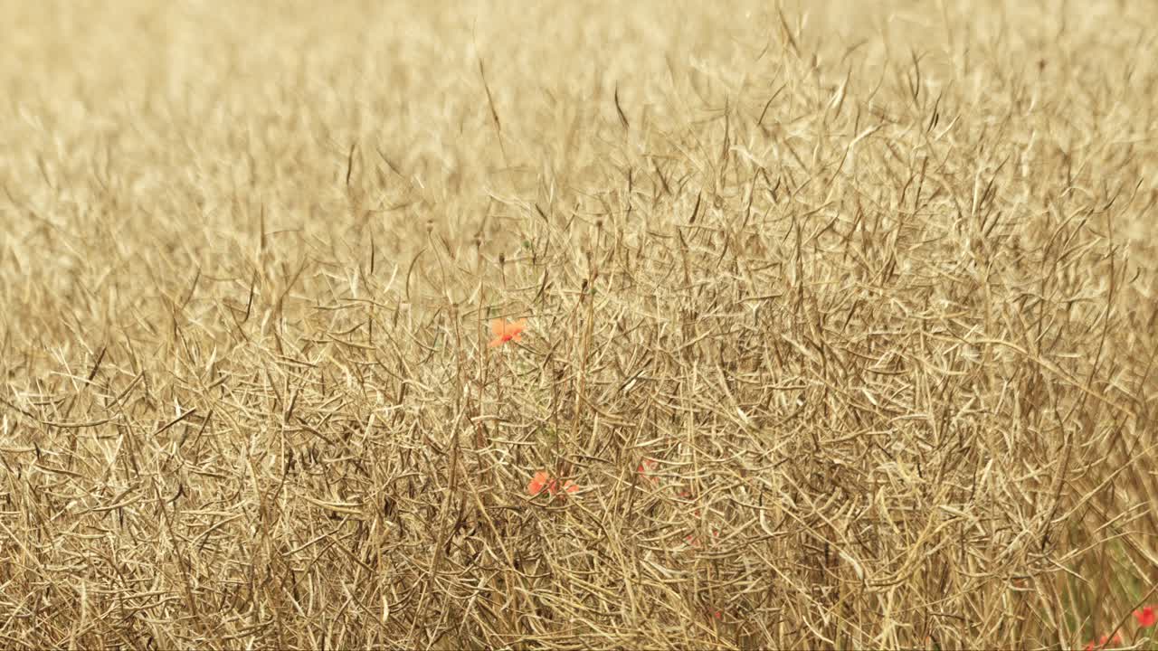 Golden field with dry crops swaying gently in the breeze, with faint hints of orange flowers visible