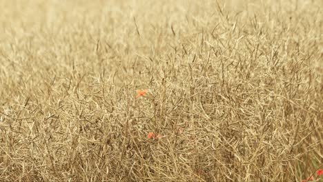 golden field with dry crops swaying gently in the breeze, with faint hints of orange flowers visible
