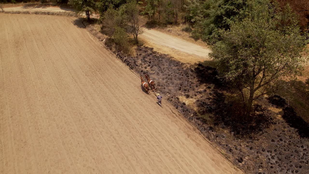 video aereo de un campesino y sus caballos preparando la tierra para los cultivos usando un antiguo metodo tradicional, la yunta o yugo