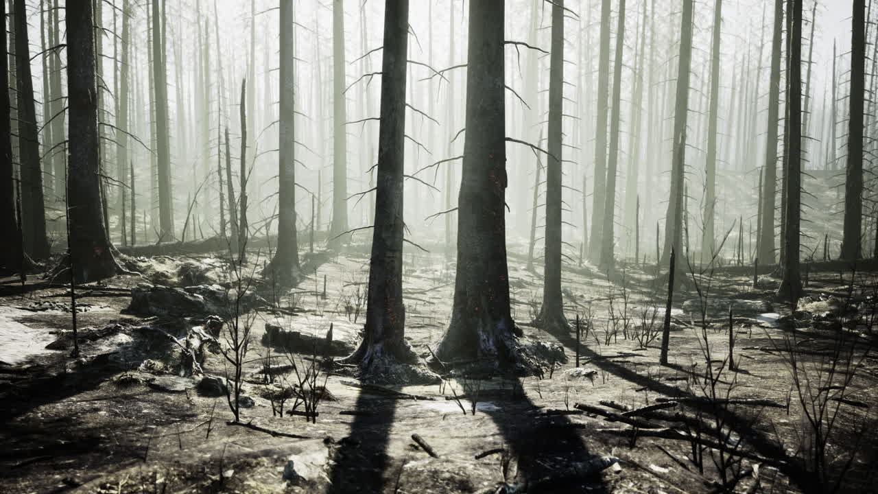 Eerie aftermath of a forest fire with tall trees in a gray misty landscape
