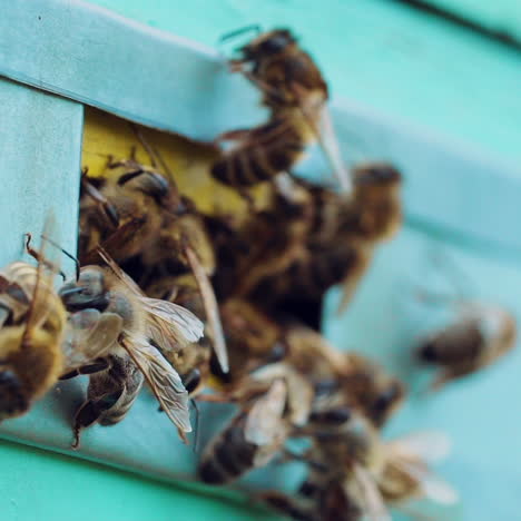 honey bees swarming and flying around their beehive. apiary concept. slow motion