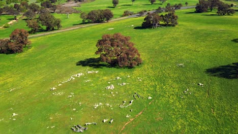 green natural landscape along country road near alice springs in new south wales, australia