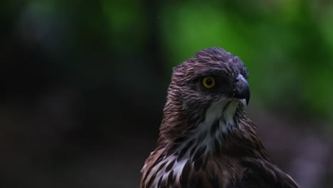 Mirando-Hacia-La-Cámara-Con-La-Cabeza-Inclinada-Y-Luego-Sacudiéndola-De-Los-Insectos-Que-Se-Mueven-Alrededor-De-Su-Cabeza,-águila-Halcón-Pinsker-Nisaetus-Pinskeri,-Filipinas