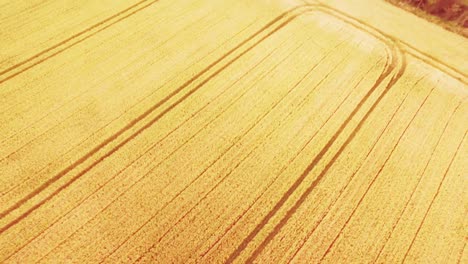 Drone-footage-of-golden-fields-