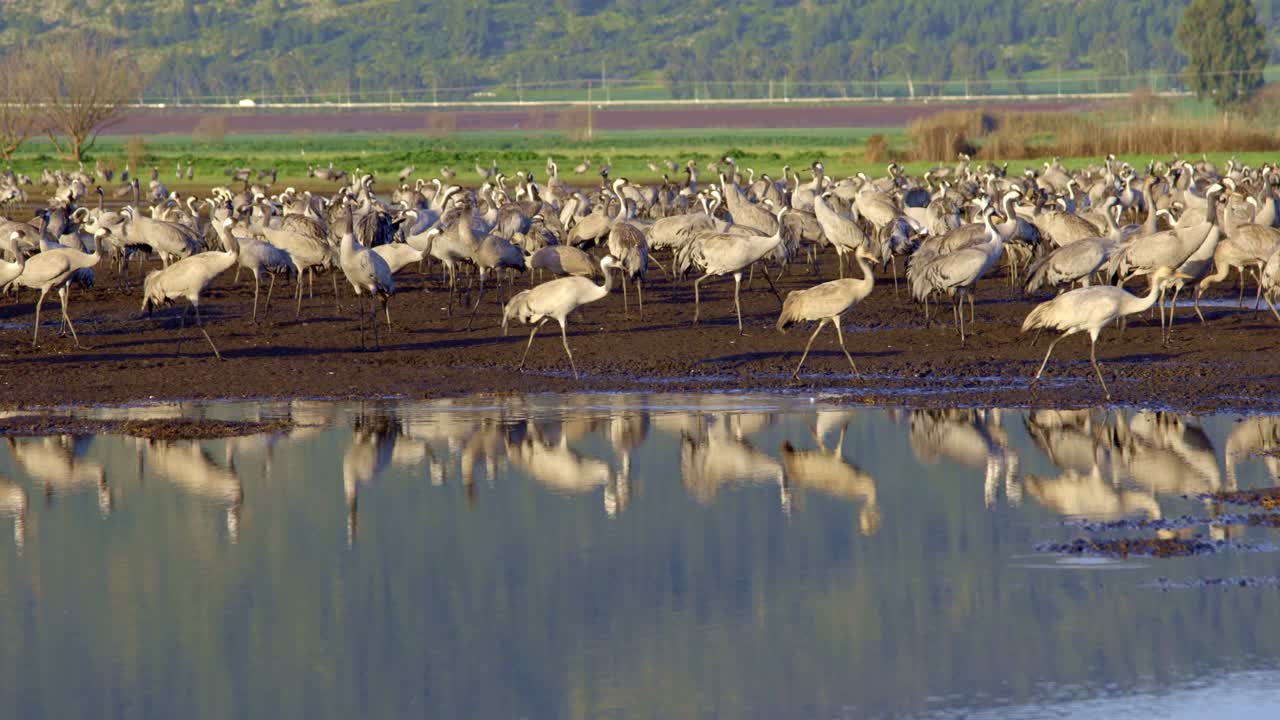Common Crane (Grus grus). Feeding project in the Hula Valley Israel. 30,000 Cranes wintering in Israel, flying among fields and water ponds.