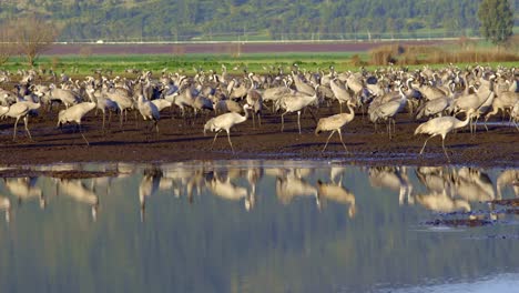 common crane (grus grus). feeding project in the hula valley israel. 30,000 cranes wintering in israel, flying among fields and water ponds.