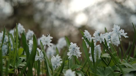 delicate, small flowers in soft light