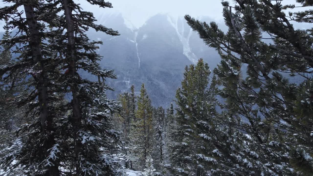 bosque de pinos con nieve revelada