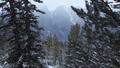 Pine-forest-with-snow-rising-revealed