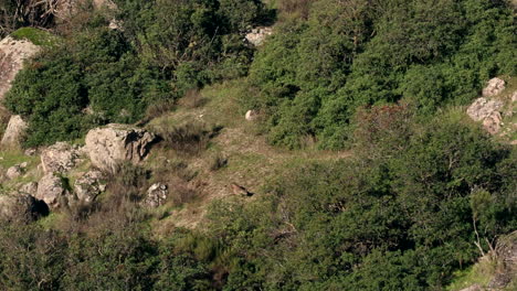 el lince ibérico persigue al conejo entre los arbustos en una lejana ladera en cámara lenta