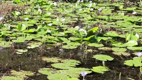 purple flowers bloom in a lush green field