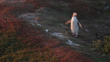 un pingüino de ojos amarillos de pie en el acantilado de katiki point en nueva zelanda al amanecer