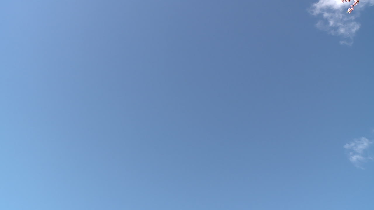 Almond Blossoms Against a Blue Sky