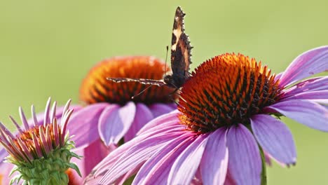 una pequeña mariposa de carey se alimenta de coneflower naranja a la luz del sol-3