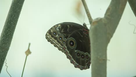 butterfly macro 13