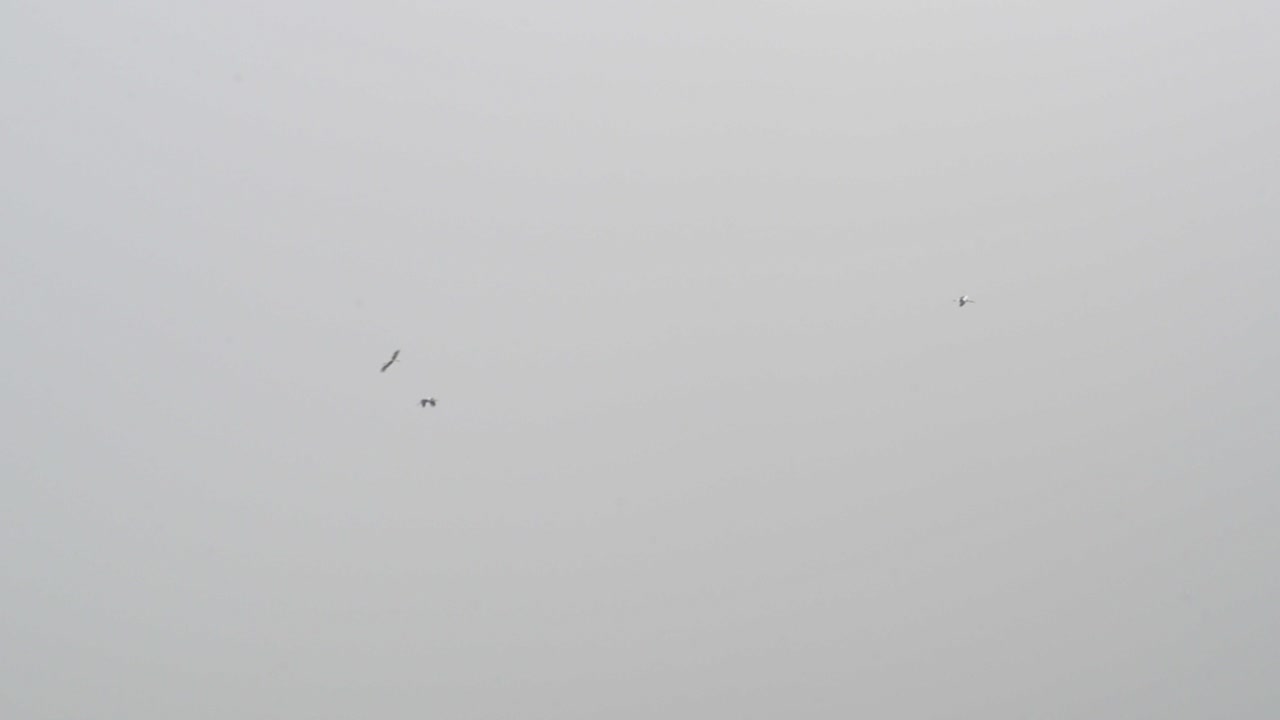 아래에서 본 회색 하늘을 돌고 있는 여러 개의 큰 황새