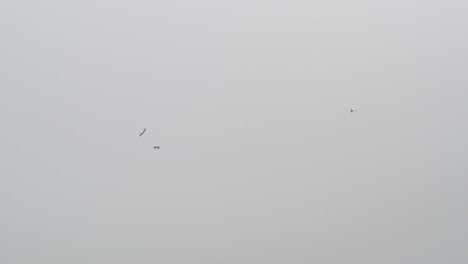 Multiple-large-storks-circling-on-a-grey-sky-viewed-from-below