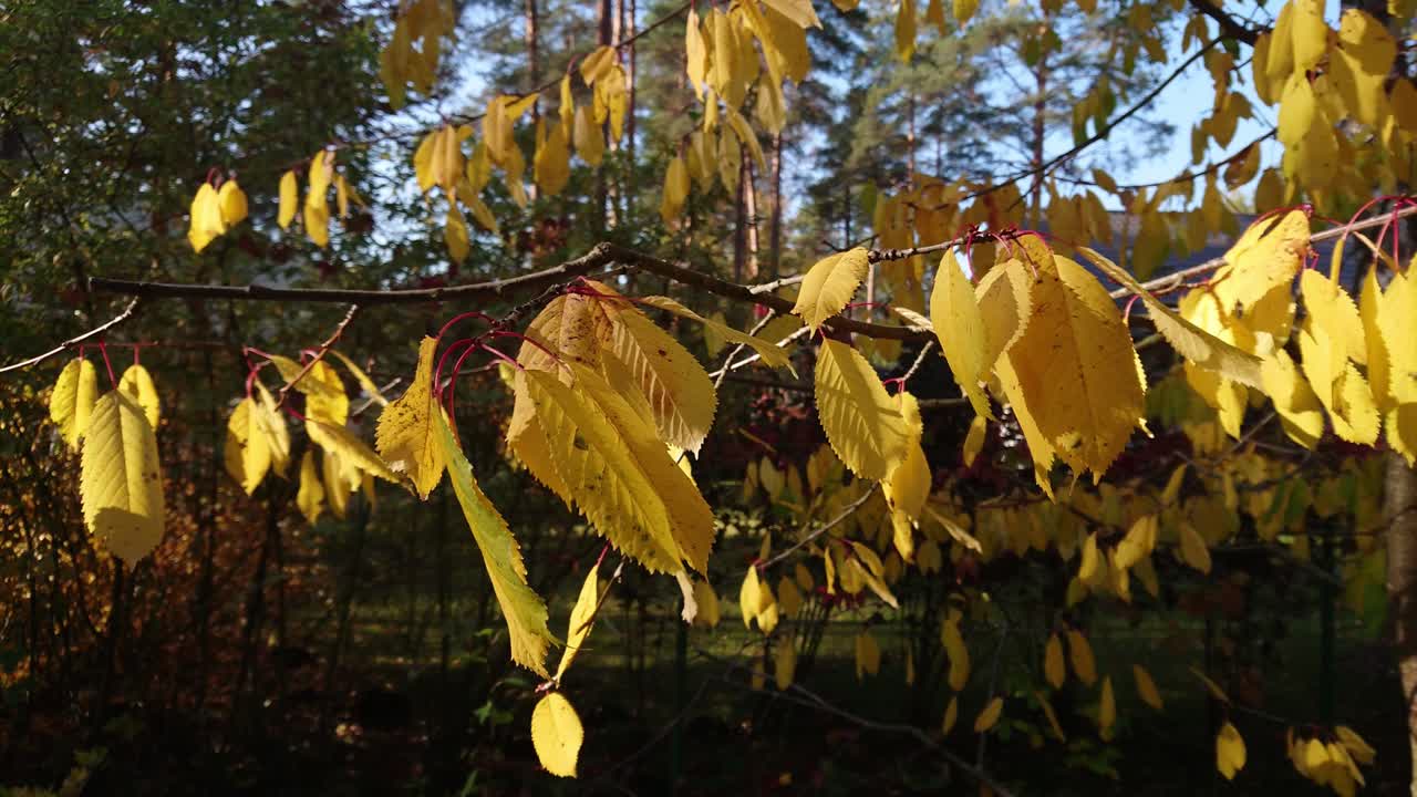 달콤한 벚꽃 노란색 단풍