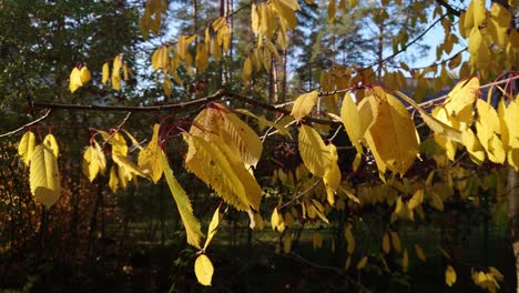 Cerezo-Dulce-Hojas-De-Otoño-Amarillas