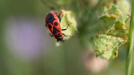 Close up shot of insect firebug resting on plant during sunny day, details shot of