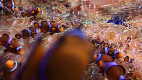 clown anemonefish, amphiprion percula, zwemmend tussen de tentakels van zijn anemoon thuis eiland tenerife