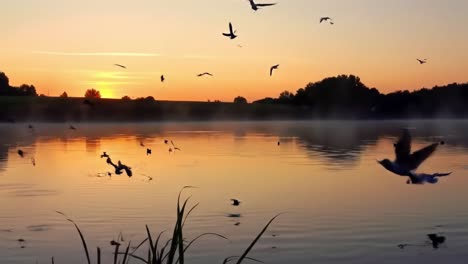 amanecer sobre un lago de niebla con pájaros