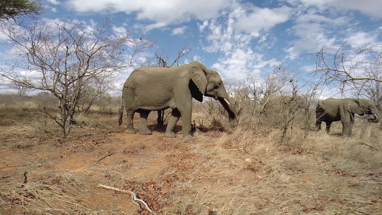 건조한 겨울 조건에서 먹이를 주는 아프리카 코끼리 무리, 그 위에 아름다운 흩어진 구름, 광각 샷, 정적 고프로