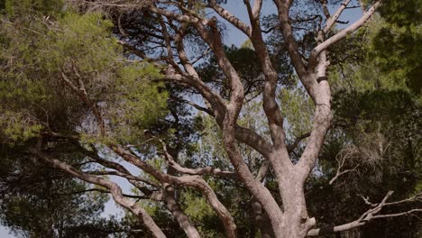 big centenary mediterranean pine tree