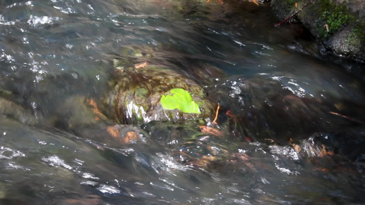 뉴질랜드의 바위에 잎이 있는 강