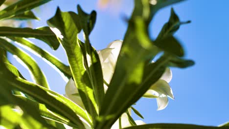 Planta-Verde-Tropical-De-4k-60fps-Con-Flores-Blancas,-Movimiento-Cardán-Lento-Con-Cielo-Azul-Claro-Como-Fondo