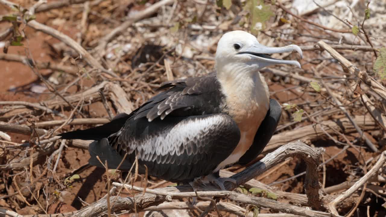 A young, juvenile great frigatebird tries to cool down by vibrating its throat and flapping its wings in the sun on North Seymour Island near Santa Cruz in the Gal&aacute;pagos Islands