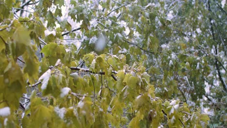 la primera nieve de otoño cae en las hojas del árbol. filmado con una cámara súper lenta de 1000 fps.