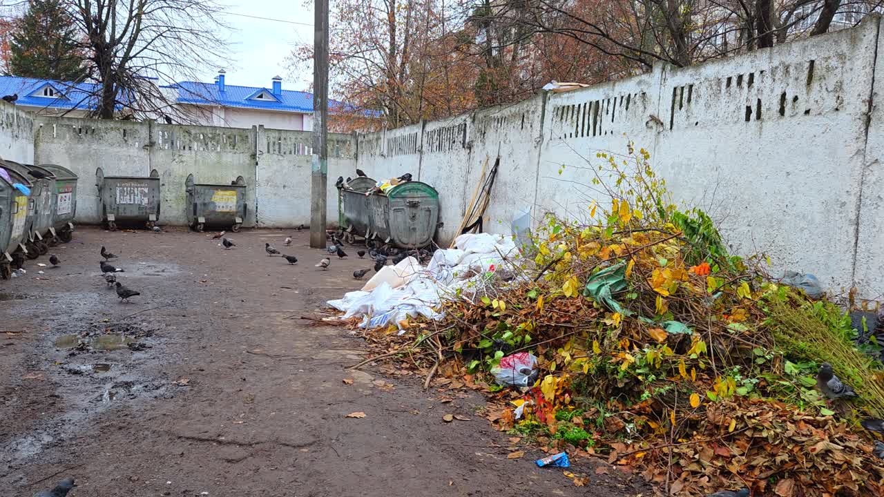 Urban Waste Dump with Pigeons and Overgrown Vegetation