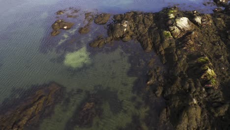 Tilting-drone-shot-of-a-herd-of-Common-Seals