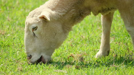 close-up wiltipoll sheep grazing green grass