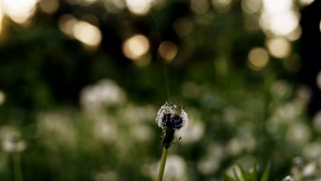 dandelion burns during a fire. slow motion