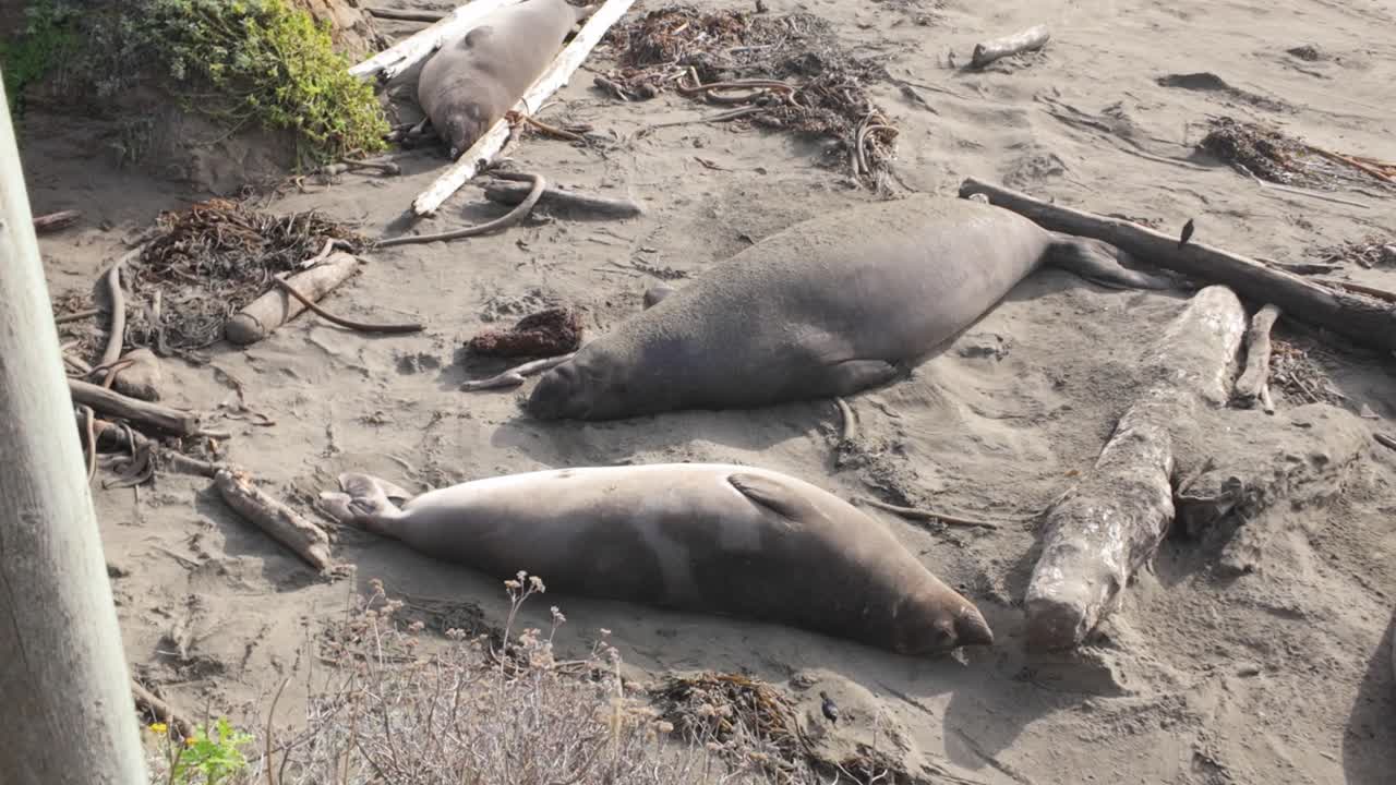 Gimbal close-up panning shot of sleeping bull elephant seal on the beach at Piedras Blancas in San Simeon, California. 4K