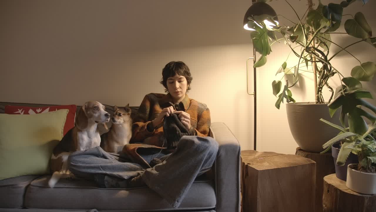 소파 에 있는 개 들 은 백인 여자 가 집 에서 만든 옷 을 뜨개질 하고 있다