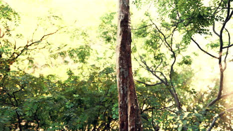 misty-rainforest-and-bright-sun-beams-through-trees-branches