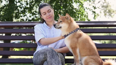 red shiba inu dog walking with owner in summer park