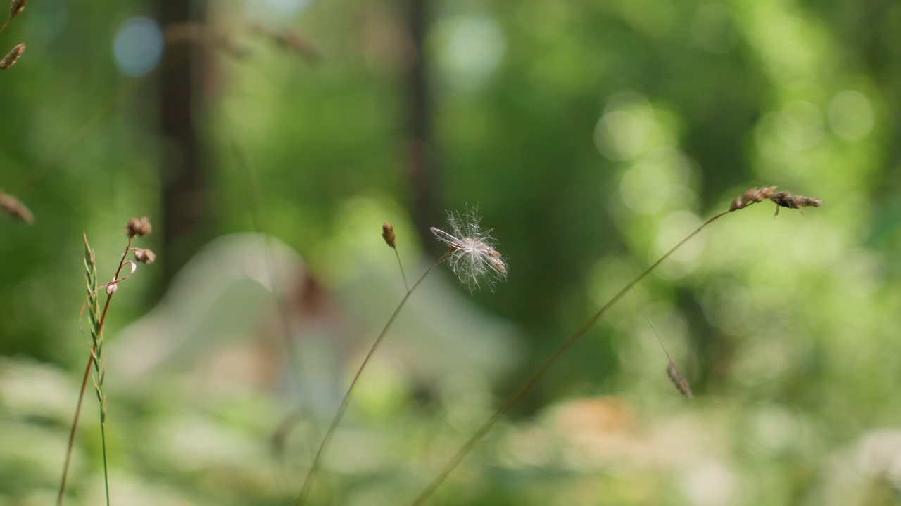 Close up of delicate seed head with white fluffy pappus swaying softly in gentle summer breeze, blurred forest greenery glowing in warm sunlight creating dreamy bokeh nature tranquility scene