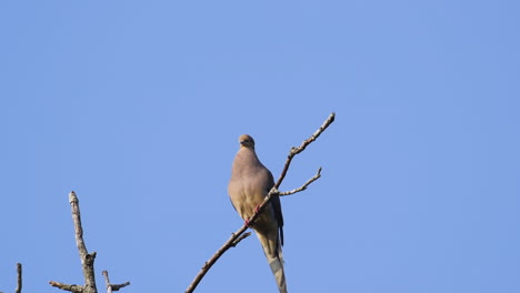 A-beige-mourning-dove-perched-on-a-leafless-treetop-against-a-blue-sky-background