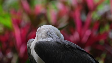 visto limpiando su espalda y sus plumas delanteras, el águila de mar de vientre blanco haliaeetus leucogaster, filipinas
