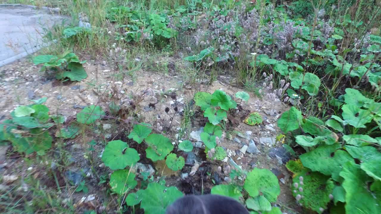 안경을 쓴 소녀는 마당에서 회색 고양이와 놀고 있습니다. 작은 소녀는 고양이랑 놀기를 좋아합니다.