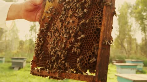 beekeeper inspecting honeycomb frame