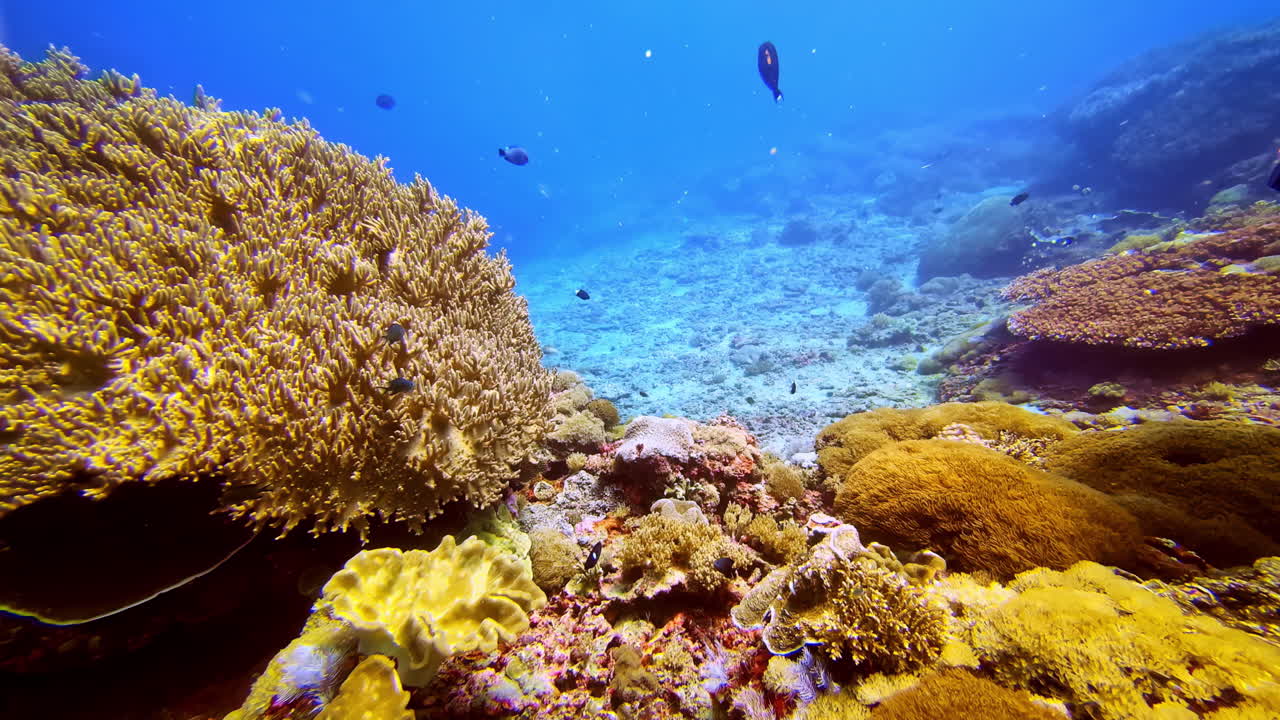 Fauna marina che mostra barriere coralline immerse in affascinanti acque cristalline
