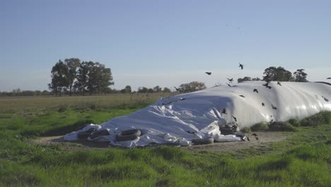 Large-silo-bag-in-a-field-with-trees-in-background,-birds-flying-by,-sunny-day