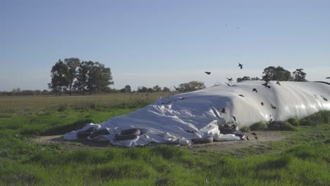 gran bolsa de silo en un campo con árboles en el fondo, pájaros volando, día soleado