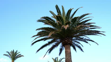 palm tree branches swaying in wind in slow motion